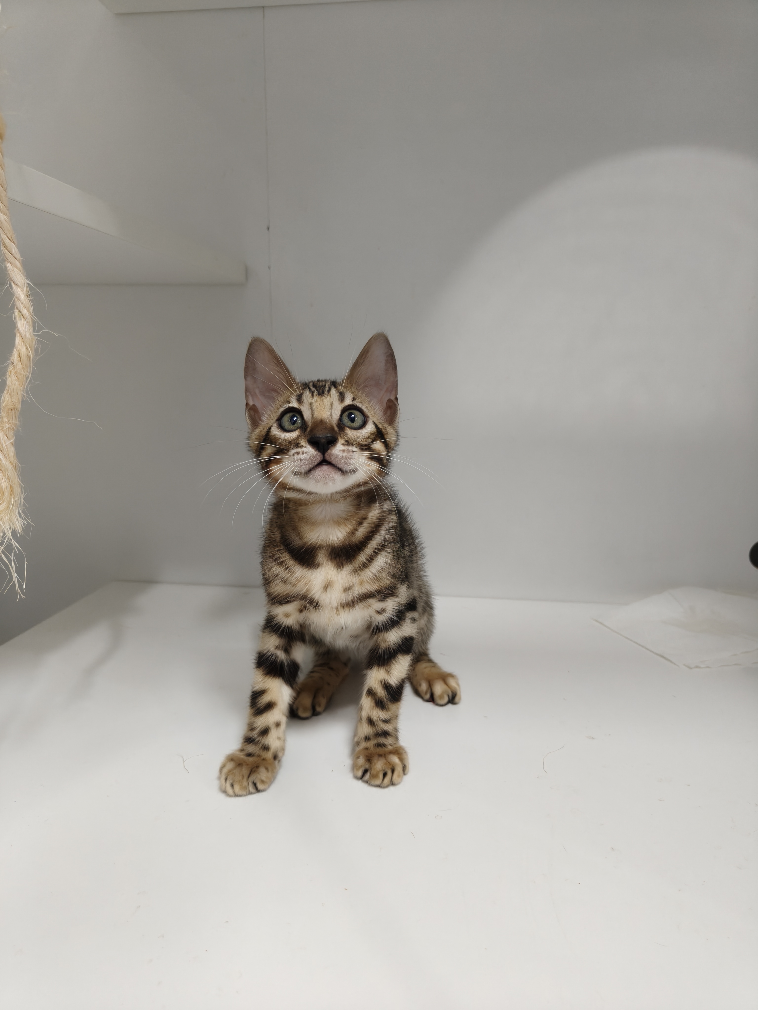 孟加拉豹猫弟弟，5月17出生，全款1800